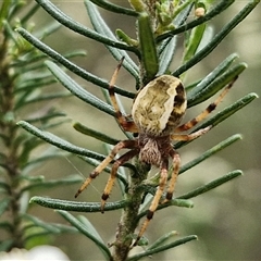 Salsa fuliginata at Bungonia, NSW - 17 Nov 2024