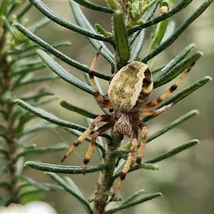 Salsa fuliginata at Bungonia, NSW - 17 Nov 2024