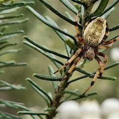 Salsa fuliginata at Bungonia, NSW - 17 Nov 2024