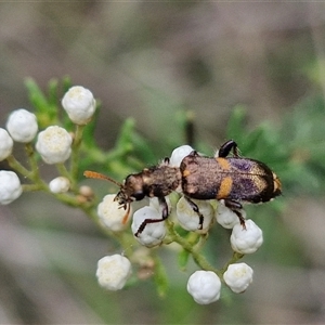 Eleale pulchra at Bungonia, NSW - 17 Nov 2024