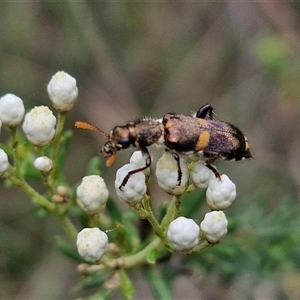 Eleale pulchra at Bungonia, NSW - 17 Nov 2024 10:44 AM