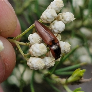 Ophidius elegans at Bungonia, NSW - 17 Nov 2024