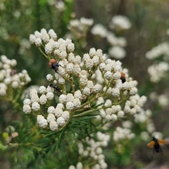 Ozothamnus diosmifolius (Rice Flower, White Dogwood, Sago Bush) at Bungonia, NSW - 17 Nov 2024 by trevorpreston