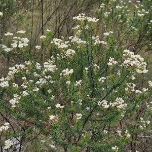 Ozothamnus diosmifolius at Bungonia, NSW - 17 Nov 2024