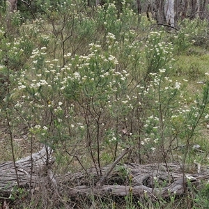 Ozothamnus diosmifolius at Bungonia, NSW - 17 Nov 2024