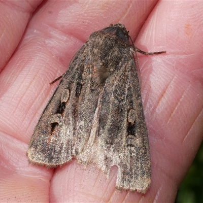 Agrotis infusa (Bogong Moth, Common Cutworm) at Freshwater Creek, VIC - 11 Nov 2024 by WendyEM