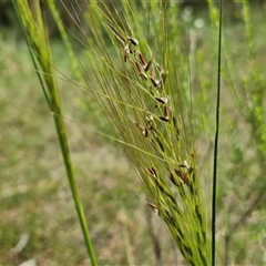 Austrostipa bigeniculata (Kneed Speargrass) at Bungonia, NSW - 17 Nov 2024 by trevorpreston