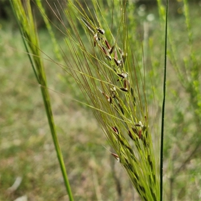 Austrostipa bigeniculata (Kneed Speargrass) at Bungonia, NSW - 16 Nov 2024 by trevorpreston