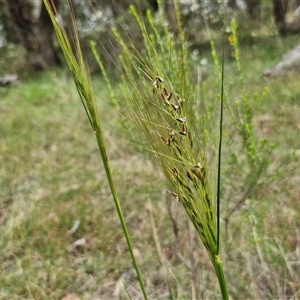 Austrostipa bigeniculata at Bungonia, NSW - 17 Nov 2024