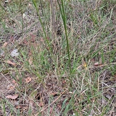 Austrostipa bigeniculata at Bungonia, NSW - 17 Nov 2024