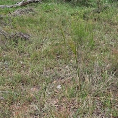 Austrostipa bigeniculata at Bungonia, NSW - 17 Nov 2024