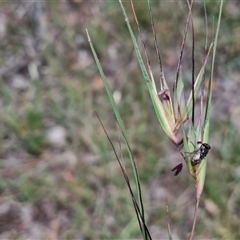 Themeda triandra (Kangaroo Grass) at Bungonia, NSW - 17 Nov 2024 by trevorpreston