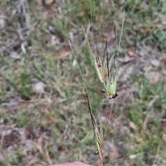 Themeda triandra at Bungonia, NSW - 17 Nov 2024 10:40 AM