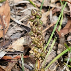 Lomandra multiflora at Bungonia, NSW - 17 Nov 2024