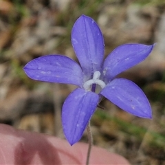 Wahlenbergia stricta subsp. stricta (Tall Bluebell) at Bungonia, NSW - 16 Nov 2024 by trevorpreston