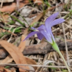 Wahlenbergia stricta subsp. stricta at Bungonia, NSW - 17 Nov 2024 10:37 AM