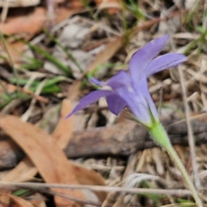 Wahlenbergia stricta subsp. stricta at Bungonia, NSW - 17 Nov 2024 10:37 AM