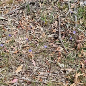 Wahlenbergia stricta subsp. stricta at Bungonia, NSW - 17 Nov 2024 10:37 AM