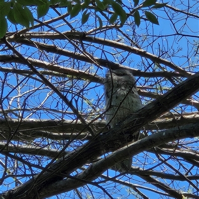 Podargus strigoides (Tawny Frogmouth) at Karabar, NSW - 18 Nov 2024 by norgaria