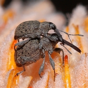 Meriphus fullo (Flower Weevil) at Acton, ACT by TimL