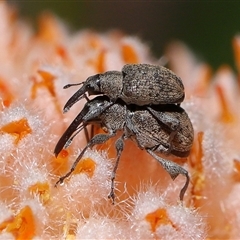 Meriphus fullo at Acton, ACT - 17 Nov 2024