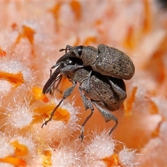 Meriphus fullo at Acton, ACT - 17 Nov 2024