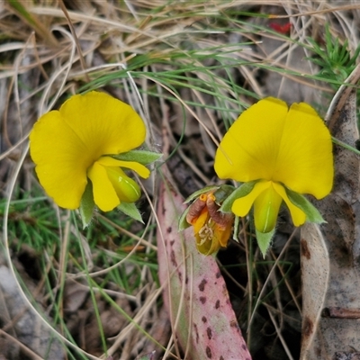 Gompholobium huegelii (pale wedge–pea) at Bungonia, NSW - 17 Nov 2024 by trevorpreston