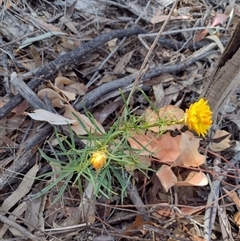 Xerochrysum viscosum (Sticky Everlasting) at Chisholm, ACT - 17 Nov 2024 by PatMASH