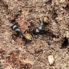 Camponotus aeneopilosus (A Golden-tailed sugar ant) at Bungonia, NSW - 16 Nov 2024 by trevorpreston