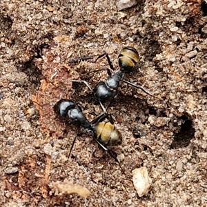 Camponotus aeneopilosus at Bungonia, NSW - 17 Nov 2024