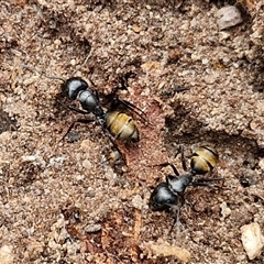 Camponotus aeneopilosus at Bungonia, NSW - 17 Nov 2024