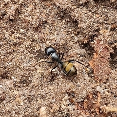 Camponotus aeneopilosus at Bungonia, NSW - 17 Nov 2024