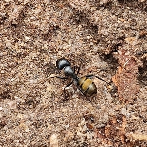 Camponotus aeneopilosus at Bungonia, NSW - 17 Nov 2024