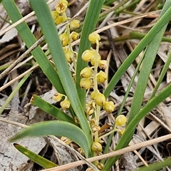 Lomandra filiformis subsp. coriacea (Wattle Matrush) at Bungonia, NSW - 16 Nov 2024 by trevorpreston