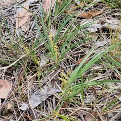 Lomandra filiformis subsp. coriacea at Bungonia, NSW - 17 Nov 2024 10:31 AM