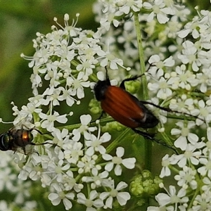 Phyllotocus rufipennis at Bungonia, NSW - 17 Nov 2024