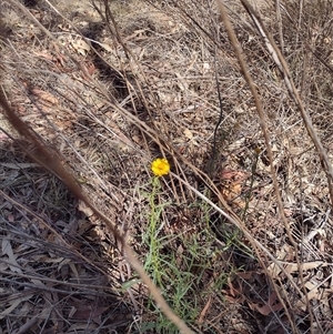 Xerochrysum viscosum at Chisholm, ACT - 18 Nov 2024