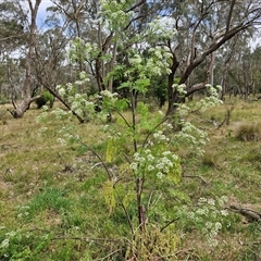 Conium maculatum (Hemlock) at Bungonia, NSW - 17 Nov 2024 by trevorpreston