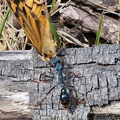 Myrmecia tarsata at Bungonia, NSW - 17 Nov 2024 10:27 AM