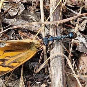 Myrmecia tarsata at Bungonia, NSW - 17 Nov 2024 10:27 AM