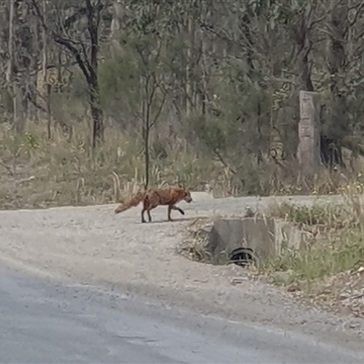 Vulpes vulpes (Red Fox) at Bungonia, NSW - 16 Nov 2024 by Aussiegall