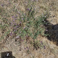 Medicago sativa (Lucerne, Alfalfa) at Chisholm, ACT - 17 Nov 2024 by PatMASH