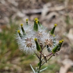 Senecio quadridentatus (Cotton Fireweed) at Bungonia, NSW - 17 Nov 2024 by trevorpreston