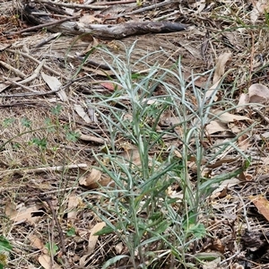 Senecio quadridentatus at Bungonia, NSW - 17 Nov 2024