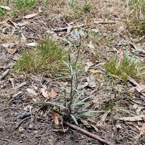 Senecio quadridentatus at Bungonia, NSW - 17 Nov 2024