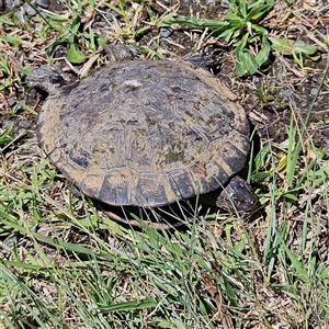 Chelodina longicollis at Symonston, ACT - 18 Nov 2024 01:57 PM