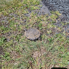 Chelodina longicollis at Symonston, ACT - 18 Nov 2024 01:57 PM