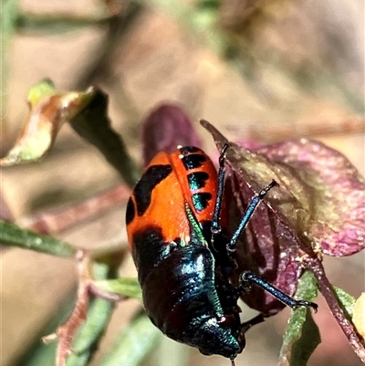 Choerocoris paganus (Ground shield bug) at Hall, ACT - 18 Nov 2024 by strigo