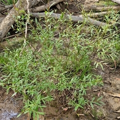 Salix nigra (Black Willow) at Bungonia, NSW - 17 Nov 2024 by trevorpreston