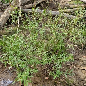 Salix nigra at Bungonia, NSW - 17 Nov 2024 10:25 AM